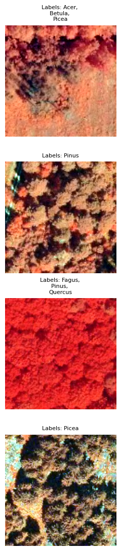 ../_images/dataset_notebooks_treesatai_15_0.png
